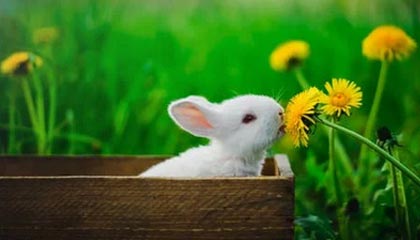 开云体育官网-雷霆爆冷湖人，威斯布鲁克高光表现引爆全场